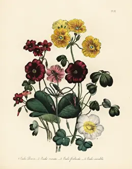 Crenata: Wood-sorrel or Oxalis species