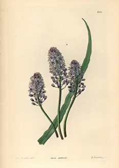 Pratensis: Wood squill, Scilla siberica
