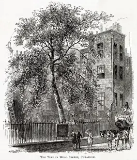 Cheapside: Wood Street Tree