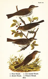 Vociferus: Wood thrush, Swainson's thrush, hermit thrush and