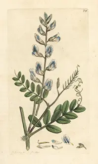 Vetch: Wood vetch, Vicia sylvatica
