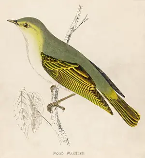 Phylloscopus: WOOD WARBLER