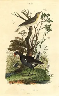 Fries: Wood warbler, Phylloscopus sibilatrix, and