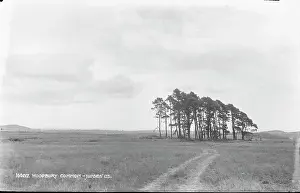 Dirt: Woodbury Common - Judges Ltd