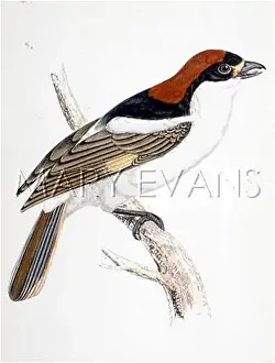 Pomeranus: WOODCHAT