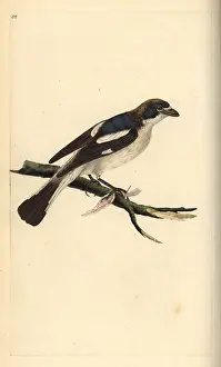 Shrike: Woodchat shrike, Lanius senator