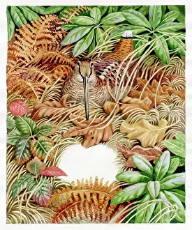 Bracken: Woodcock in Bracken