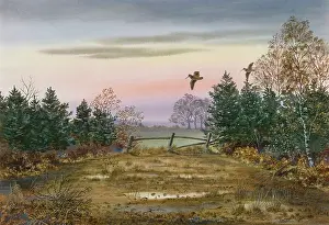 Woodcock: Woodcock at Dusk