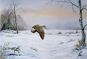 Woodcock: Woodcock in Flight ' snow scene