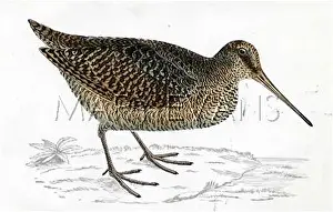 Scolopax: WOODCOCK (MORRIS)