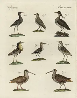 Vanellus: Woodcock, snipe, ruff, lapwing, sanderling