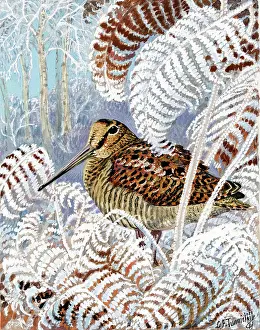 Woodcock: Woodcock in Snow