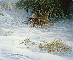 Woodcock: Two Woodcock in the Snow