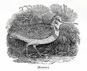 Bewick: Woodcock, by Thomas Bewick