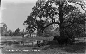 Judges: Woodcote Green, Epsom