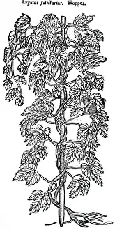 Hops: A woodcut engraving depicting a specimens of hops