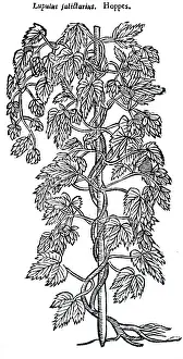 Hops: A woodcut engraving depicting a specimens of hops