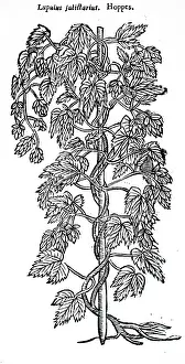 Hops: A woodcut engraving depicting a specimens of hops