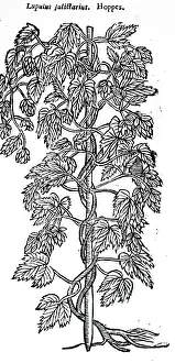 Hops: A woodcut engraving depicting a specimens of hops