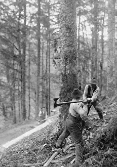 Woodcutter: Woodcutter, 1913
