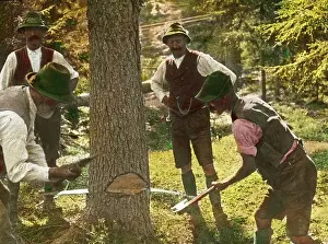 Woodcutter: Woodcutter are cutting down a tree