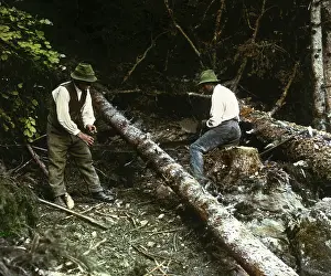 Woodcutter: Woodcutter are cutting down a tree