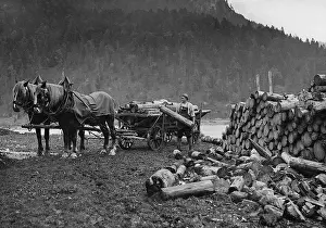 Woodcutter: Woodcutter at work