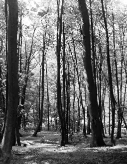 Badby: WOODED GLADE