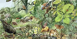 Badger: Woodland animals