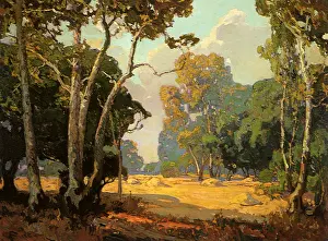 Piled: Woodland Clearing