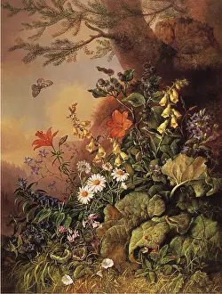 Wildflowers: Woodland Flowers