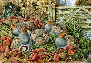 Bramble: The Woodland Gate ' five partridges