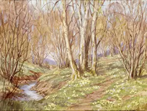 Wildflowers: Woodland Landscape