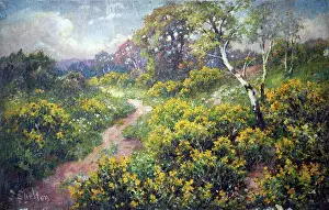Shelton: Woodland path with gorse