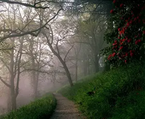 Bodmin: Woodland path in the mist, Lanhydrock House, Cornwall