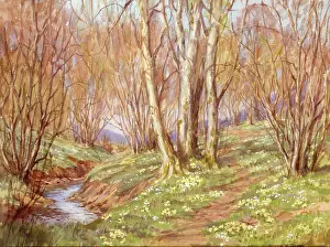 Woodland with primroses and stream