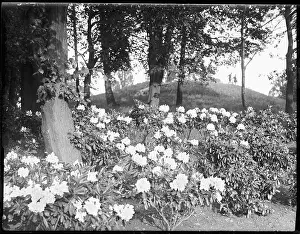 Profusion: WOODLAND RHODODENDRONS