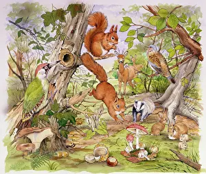 Woodpeckers: Woodland scene
