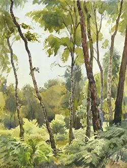 Dappled: Woodland scene