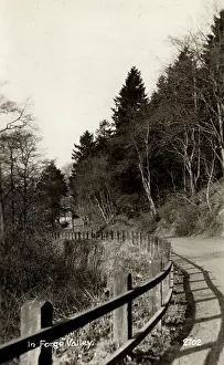 Forge: Woodland Walk, Forge Valley, Yorkshire