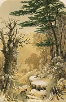 Snowscapes: WOODLANDS IN THE SNOW