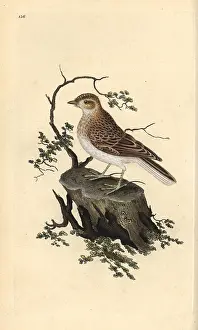 Arborea: Woodlark, Lullula arborea
