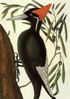 Acorns: Woodpecker