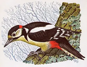Perch: Woodpecker