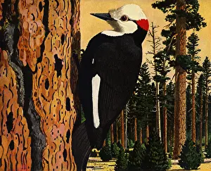 Beetles: Woodpecker Eats Beetles