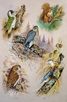 Sparrowhawk: Woodpecker, nuthatch, red squirrel etc