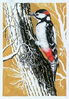 Pecking: Woodpecker Perching on a Tree