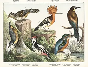 Naturgeschichte Des Tierreichs: Woodpecker, wryneck, nuthatch, kingfisher, etc