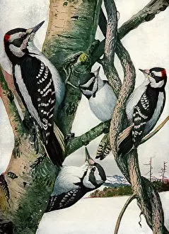 Downy: Woodpeckers