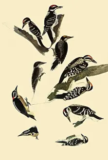 Patches: Woodpeckers